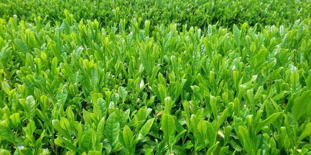 Organic Matcha Tea Farm