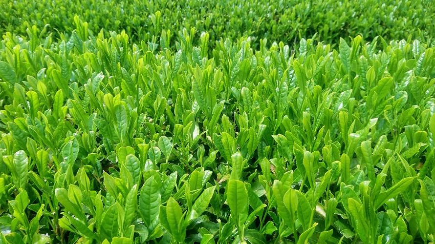 Organic Matcha Tea Farm