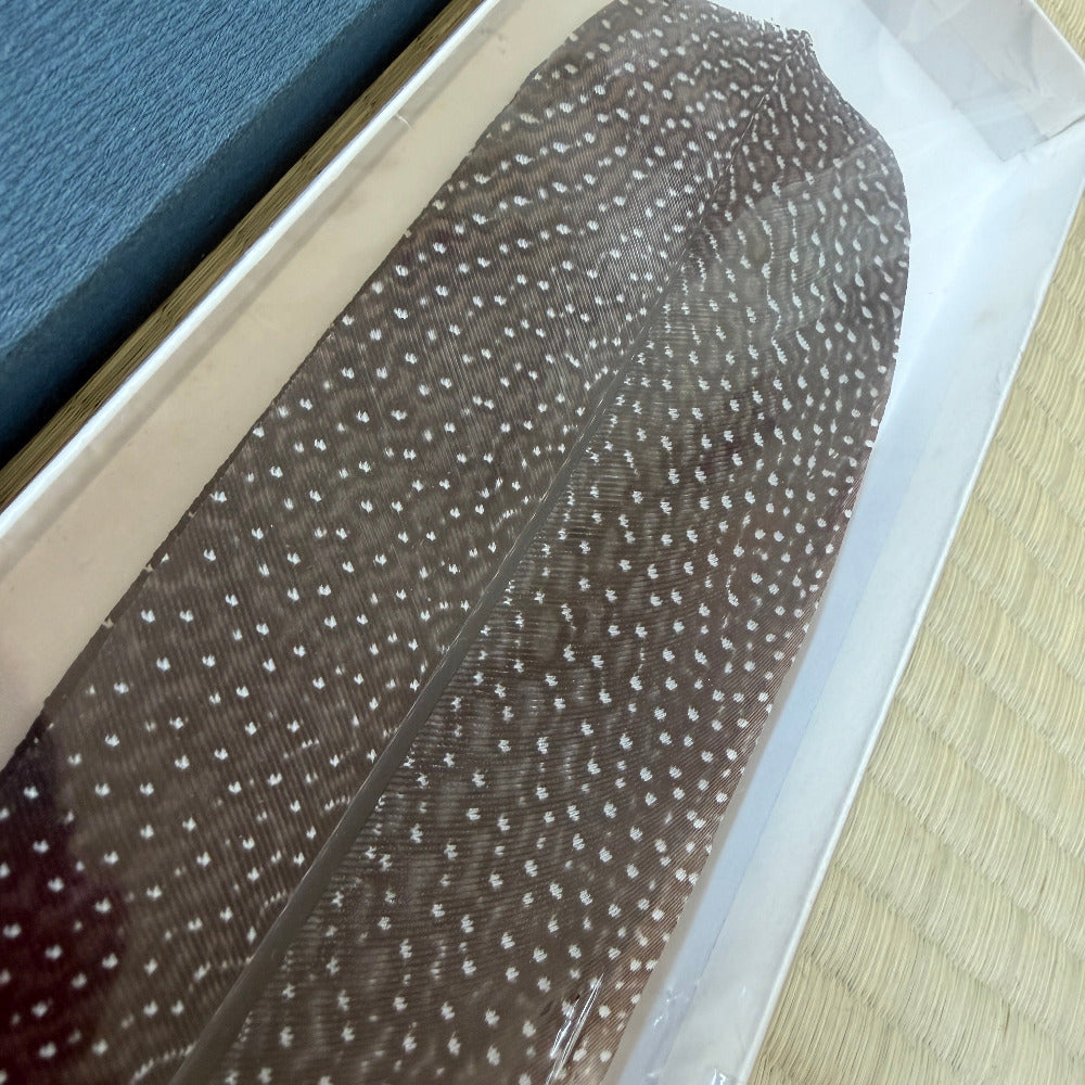 A brown feather with small white spots, displayed inside a clear plastic sleeve on a light beige woven mat next to a blue textured surface.