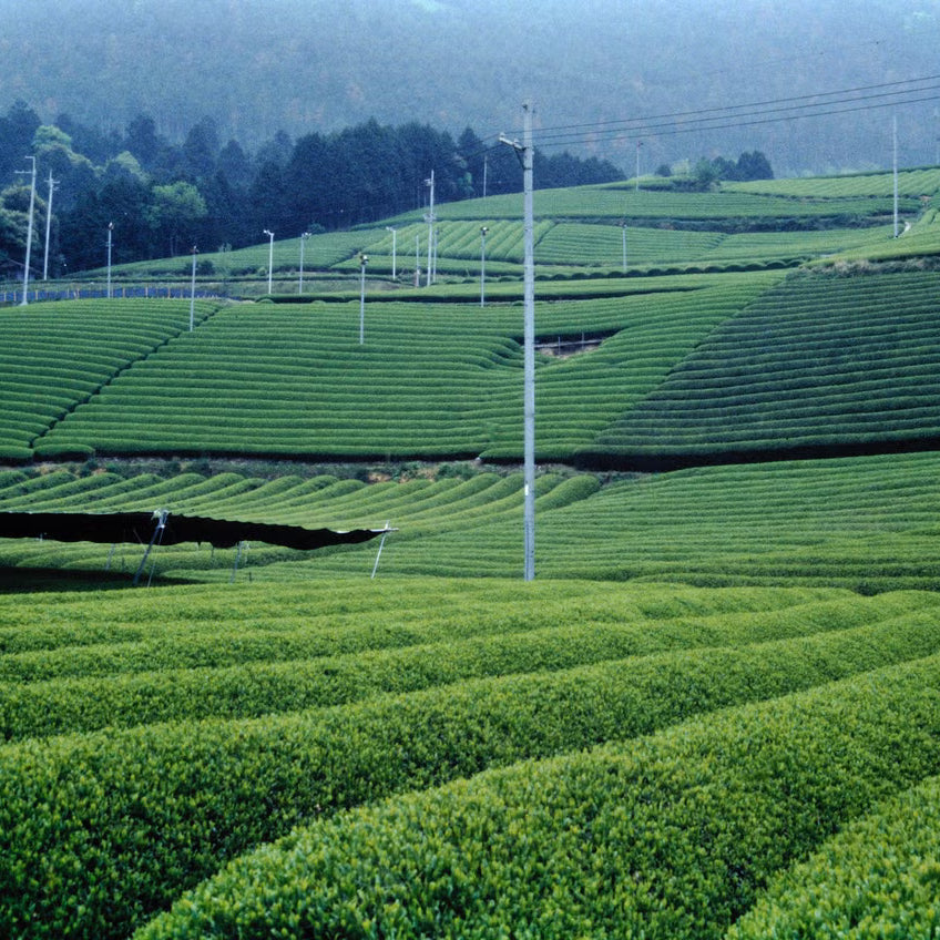 Tea plantation with rows of green tea bushes on a hilly landscape.