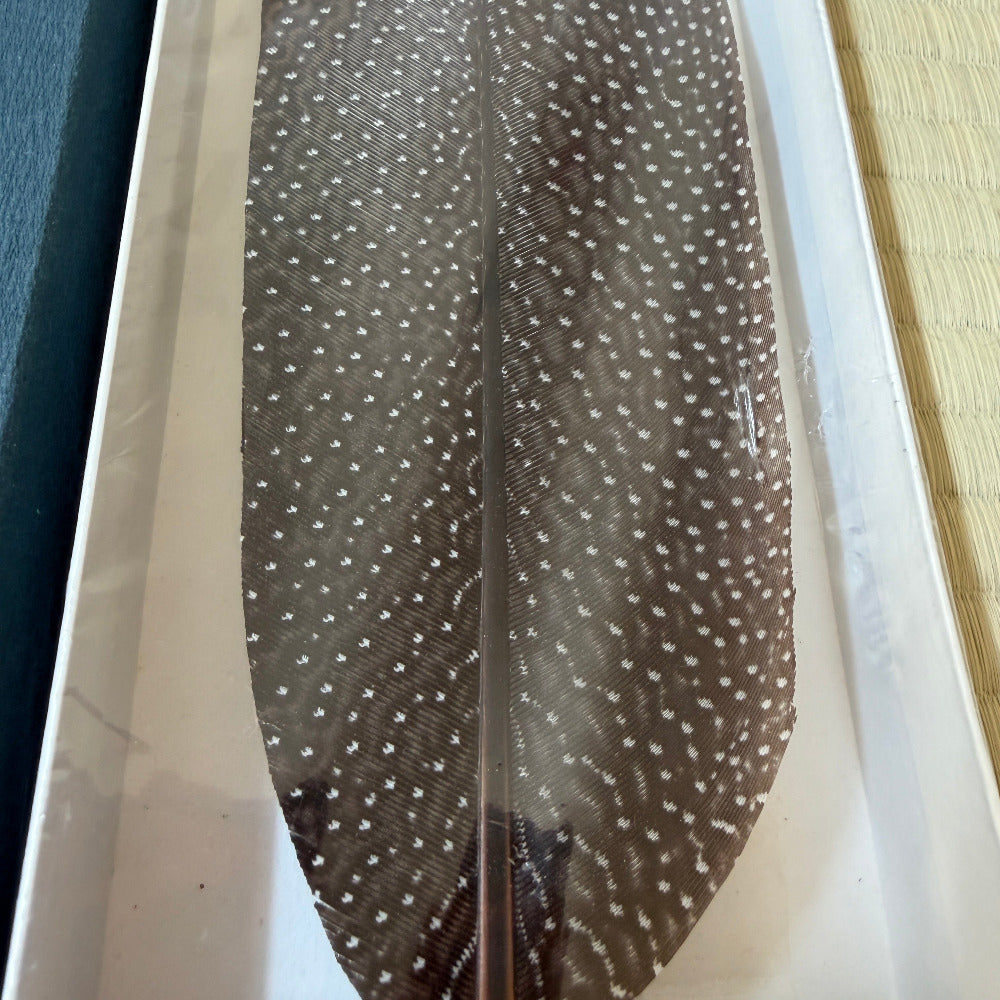 A single brown feather with small white spots, displayed vertically inside a clear rectangular frame or tray.