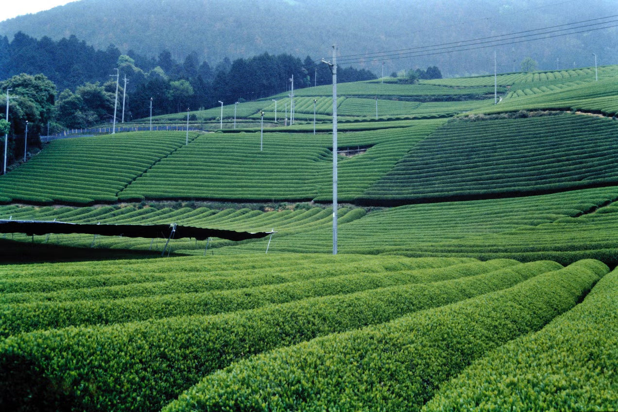 Tea plantation with rows of green tea bushes on a hilly landscape.