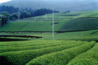 Tea plantation with rows of green tea bushes on a hilly landscape.